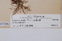 南海鱗毛蕨藏品圖，第2張