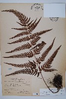 南海鱗毛蕨藏品圖，第1張