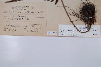 南海鱗毛蕨藏品圖，第2張