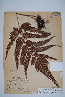 南海鱗毛蕨藏品圖，第1張