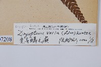 南海鱗毛蕨藏品圖，第2張