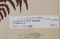 南海鱗毛蕨藏品圖，第2張