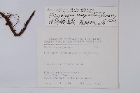 邊緣鱗蓋蕨藏品圖，第2張