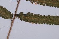 邊緣鱗蓋蕨藏品圖，第3張