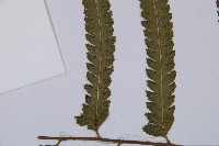 邊緣鱗蓋蕨藏品圖，第5張