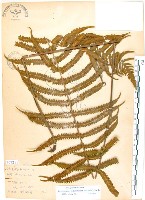 密毛毛蕨藏品圖，第1張