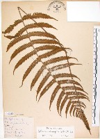 密毛毛蕨藏品圖，第1張