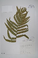 斜葉金星蕨藏品圖，第1張