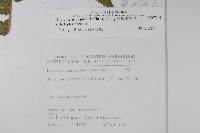 斜葉金星蕨藏品圖，第2張