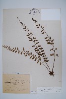 鱗柄鐵角蕨藏品圖，第1張