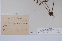 鱗柄鐵角蕨藏品圖，第2張