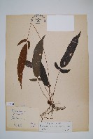 新月蕨藏品圖，第1張