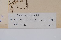 新月蕨藏品圖，第2張