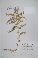 全緣卷柏藏品圖，第1張