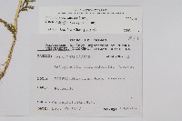 全緣卷柏藏品圖，第2張