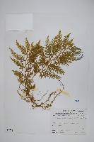 全緣卷柏藏品圖，第1張