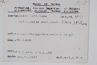 全緣卷柏藏品圖，第2張