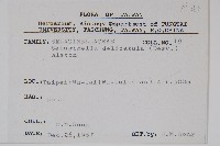 全緣卷柏藏品圖，第2張