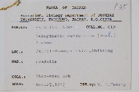 全緣卷柏藏品圖，第2張