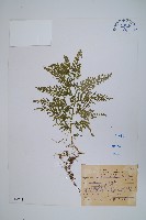 全緣卷柏藏品圖，第1張