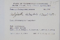 全緣卷柏藏品圖，第2張