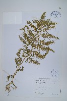 全緣卷柏藏品圖，第1張