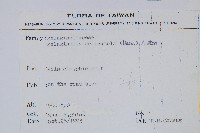 全緣卷柏藏品圖，第2張