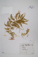 全緣卷柏藏品圖，第1張