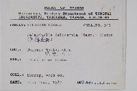 全緣卷柏藏品圖，第2張