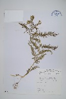 全緣卷柏藏品圖，第1張