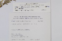 全緣卷柏藏品圖，第2張