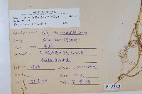 全緣卷柏藏品圖，第2張