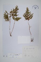 擬密葉卷柏藏品圖，第1張