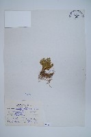 萬年松藏品圖，第1張