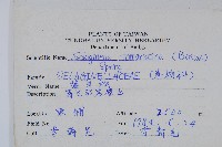 萬年松藏品圖，第2張