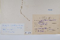 全緣卷柏藏品圖，第2張