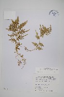 全緣卷柏藏品圖，第1張