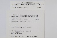 全緣卷柏藏品圖，第2張