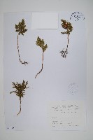 擬密葉卷柏藏品圖，第1張