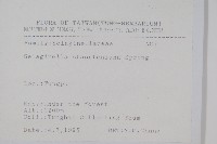 擬密葉卷柏藏品圖，第2張