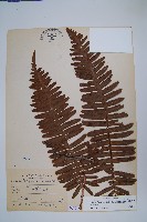 臺灣水龍骨藏品圖，第1張