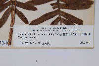 臺灣水龍骨藏品圖，第2張