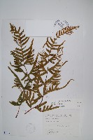 疏羽半邊旗藏品圖，第1張