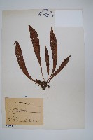 臺灣車前蕨藏品圖，第1張