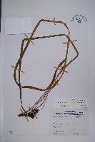 垂葉書帶蕨藏品圖，第1張