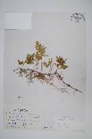 擬密葉卷柏藏品圖，第1張