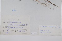 擬密葉卷柏藏品圖，第2張