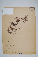 細葉蕗蕨藏品圖，第1張