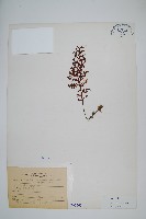 蕗蕨藏品圖，第1張