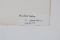 蕗蕨藏品圖，第2張